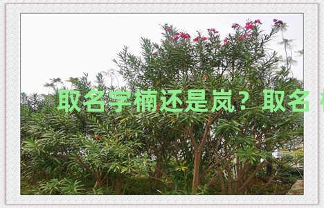 取名字楠还是岚？取名 楠